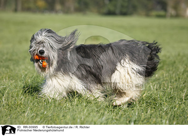Polnischer Niederungshtehund / RR-30995