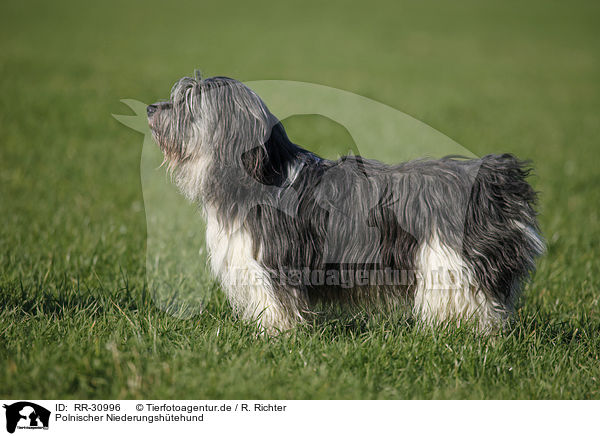 Polnischer Niederungshtehund / RR-30996