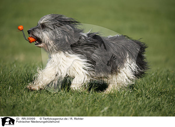 Polnischer Niederungshtehund / RR-30999