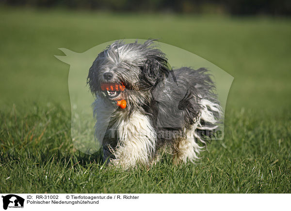 Polnischer Niederungshtehund / RR-31002