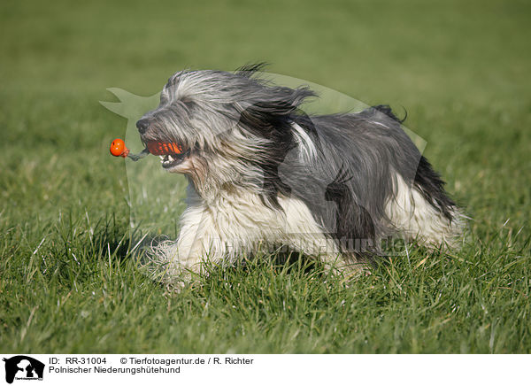 Polnischer Niederungshtehund / RR-31004
