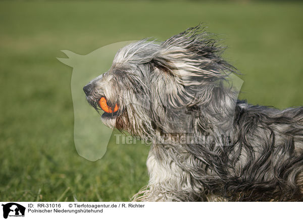 Polnischer Niederungshtehund / Polish lowland sheepdog / RR-31016