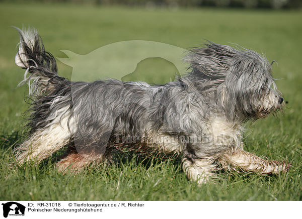 Polnischer Niederungshtehund / Polish lowland sheepdog / RR-31018