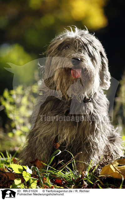 Polnischer Niederungshtehund / Polish lowland sheepdog / RR-31024