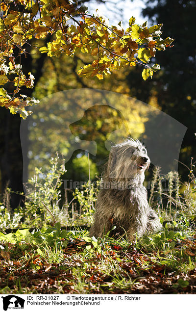 Polnischer Niederungshtehund / RR-31027