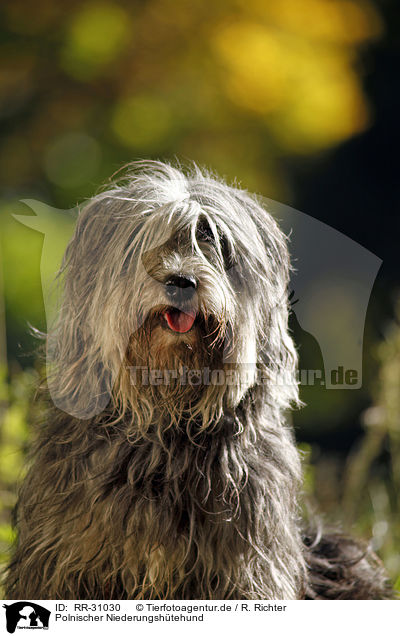 Polnischer Niederungshtehund / Polish lowland sheepdog / RR-31030