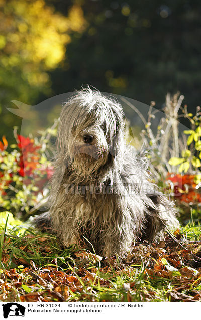 Polnischer Niederungshtehund / RR-31034