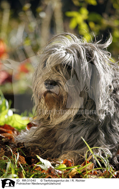 Polnischer Niederungshtehund / RR-31040