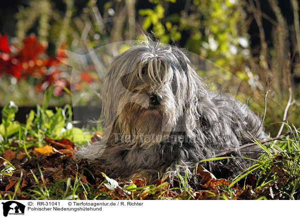 Polnischer Niederungshtehund / RR-31041