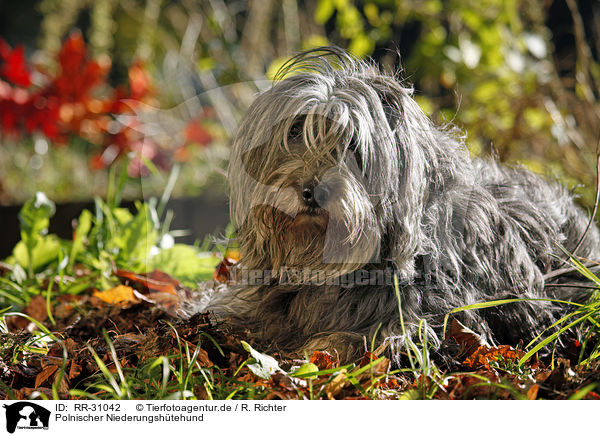 Polnischer Niederungshtehund / Polish lowland sheepdog / RR-31042