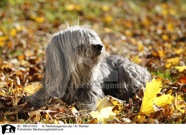 Polnischer Niederungshtehund / Polish lowland sheepdog / RR-31053