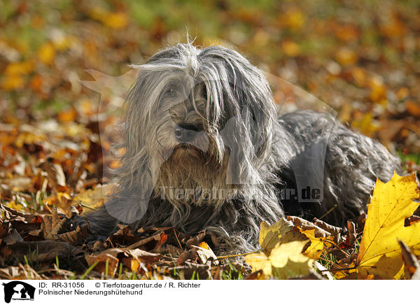 Polnischer Niederungshtehund / Polish lowland sheepdog / RR-31056