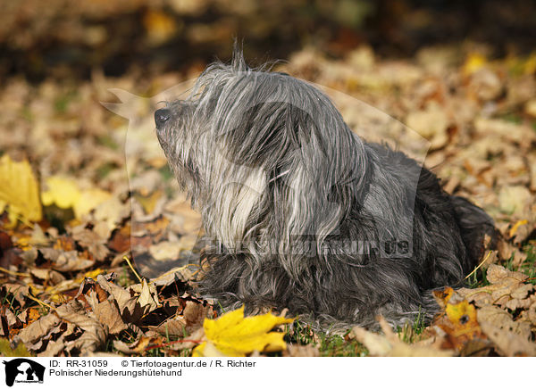 Polnischer Niederungshtehund / Polish lowland sheepdog / RR-31059