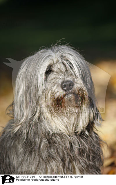 Polnischer Niederungshtehund / RR-31069