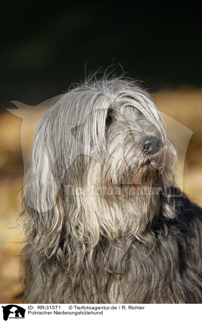 Polnischer Niederungshtehund / Polish lowland sheepdog / RR-31071