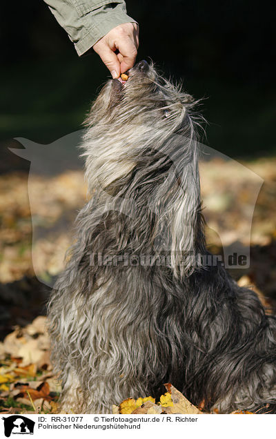 Polnischer Niederungshtehund / Polish lowland sheepdog / RR-31077