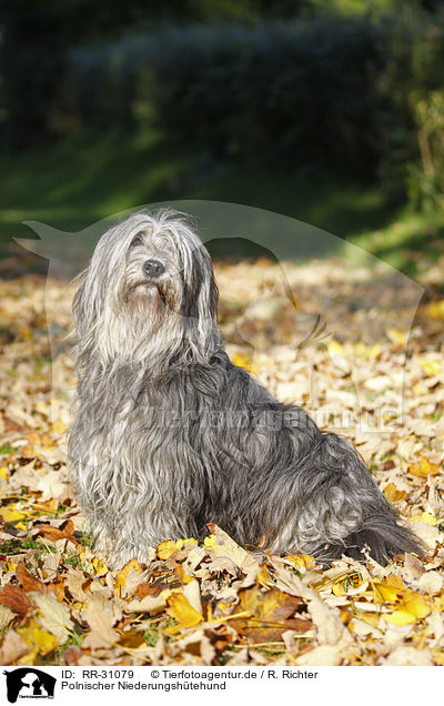 Polnischer Niederungshtehund / RR-31079