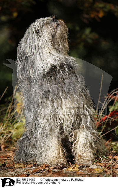 Polnischer Niederungsh�tehund / RR-31087