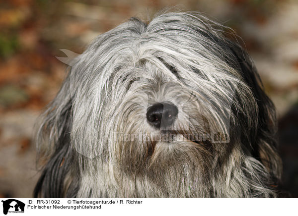 Polnischer Niederungsh�tehund / RR-31092