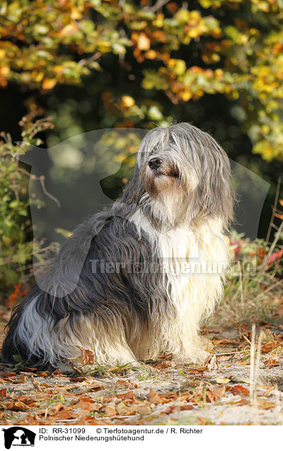 Polnischer Niederungsh�tehund / RR-31099