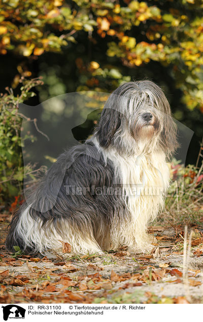 Polnischer Niederungsh�tehund / RR-31100