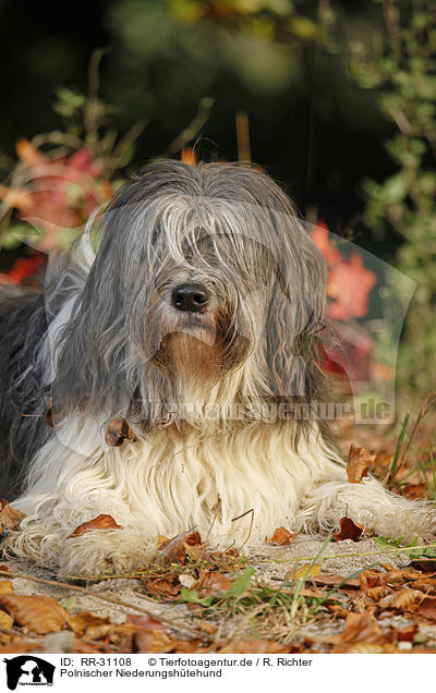 Polnischer Niederungsh�tehund / RR-31108