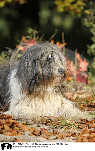 Polnischer Niederungshtehund / Polish lowland sheepdog / RR-31109