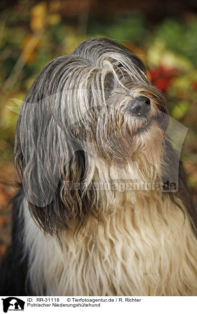 Polnischer Niederungshtehund / Polish lowland sheepdog / RR-31118