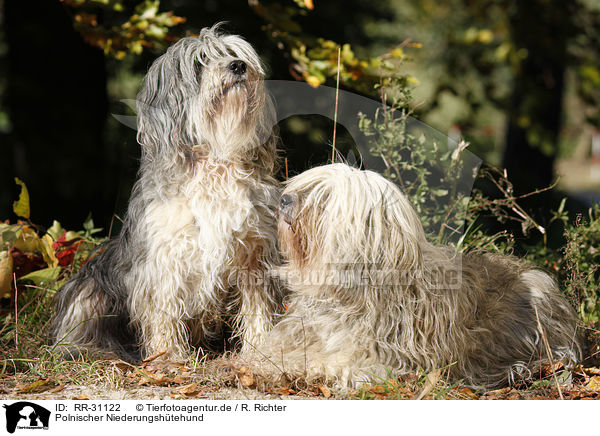 Polnischer Niederungshtehund / RR-31122