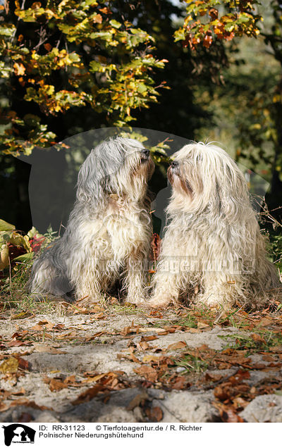 Polnischer Niederungshtehund / Polish lowland sheepdog / RR-31123