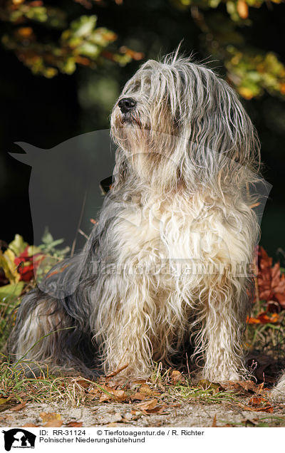 Polnischer Niederungshtehund / Polish lowland sheepdog / RR-31124