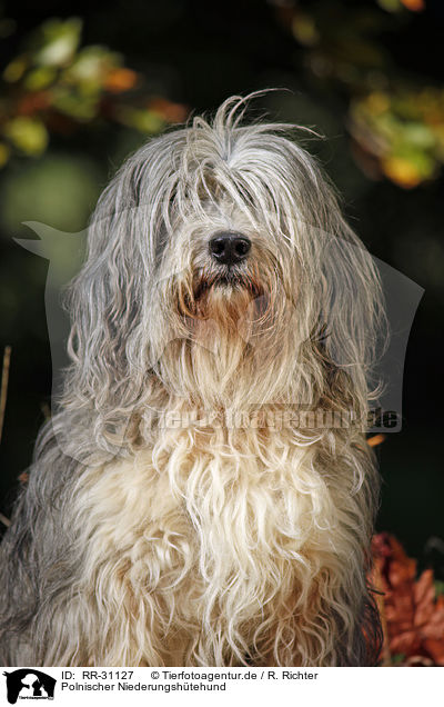 Polnischer Niederungshtehund / Polish lowland sheepdog / RR-31127