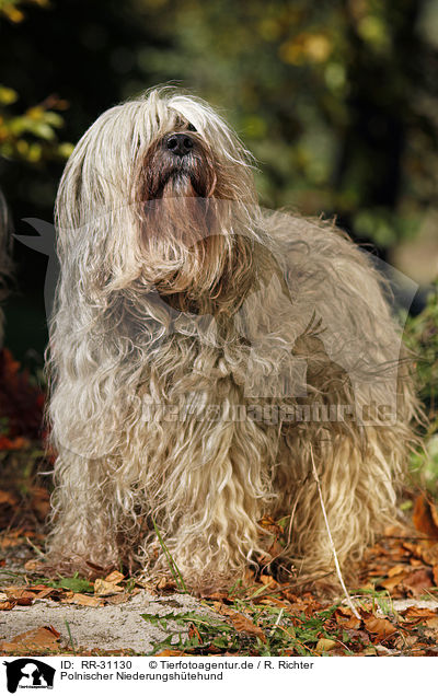 Polnischer Niederungsh�tehund / RR-31130