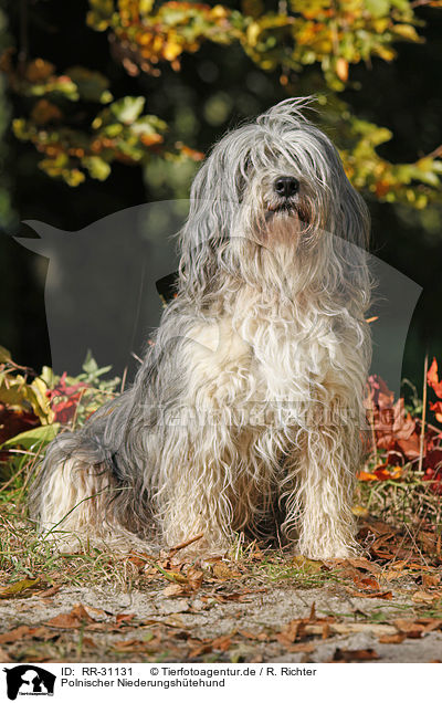 Polnischer Niederungshtehund / RR-31131