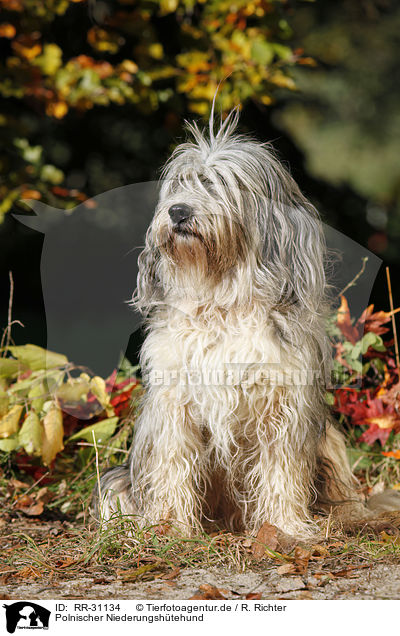 Polnischer Niederungshtehund / Polish lowland sheepdog / RR-31134