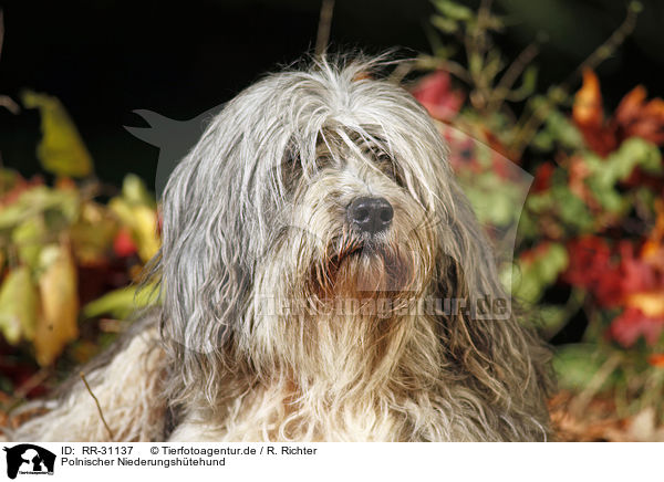 Polnischer Niederungshtehund / RR-31137