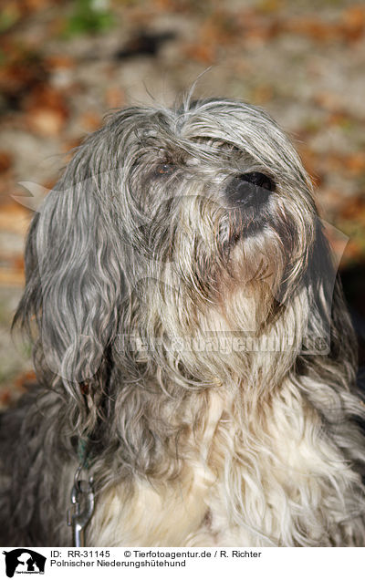 Polnischer Niederungshtehund / Polish lowland sheepdog / RR-31145