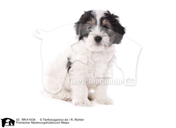 Polnischer Niederungshtehund Welpe / Polish lowland sheepdog puppy / RR-41638