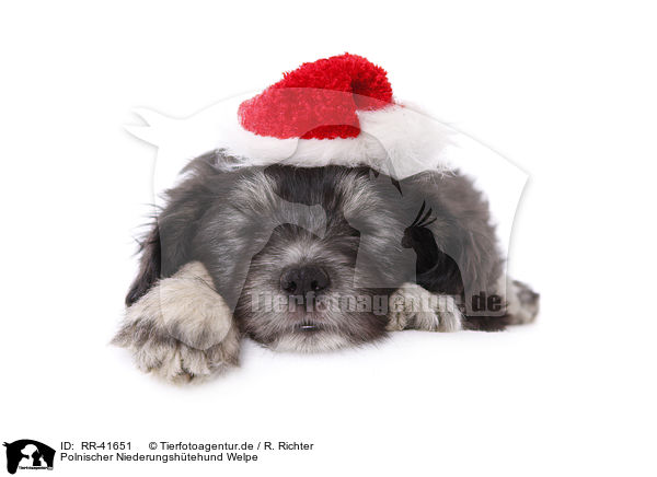 Polnischer Niederungshtehund Welpe / Polish lowland sheepdog puppy / RR-41651