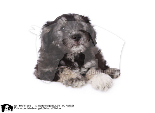 Polnischer Niederungshtehund Welpe / Polish lowland sheepdog puppy / RR-41653