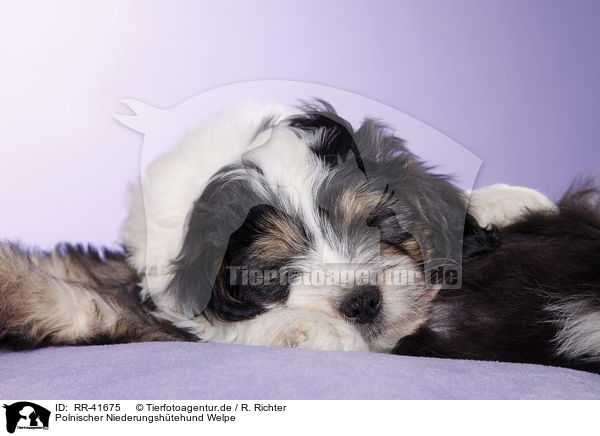 Polnischer Niederungshtehund Welpe / RR-41675