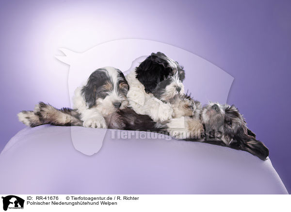 Polnischer Niederungshtehund Welpen / RR-41676