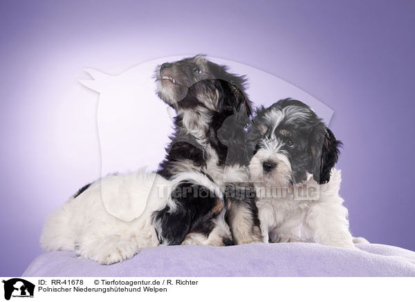 Polnischer Niederungshtehund Welpen / Polish lowland sheepdog puppies / RR-41678