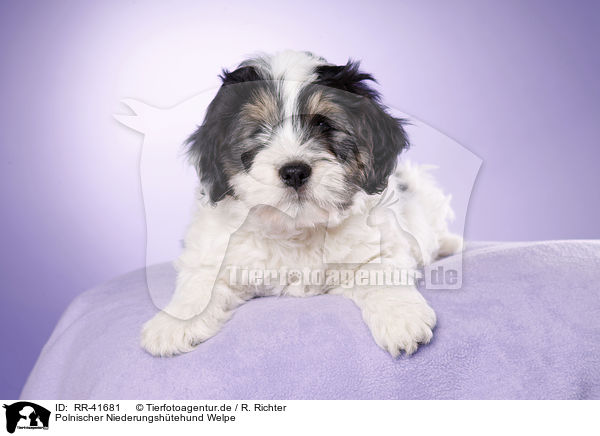 Polnischer Niederungshtehund Welpe / Polish lowland sheepdog puppy / RR-41681