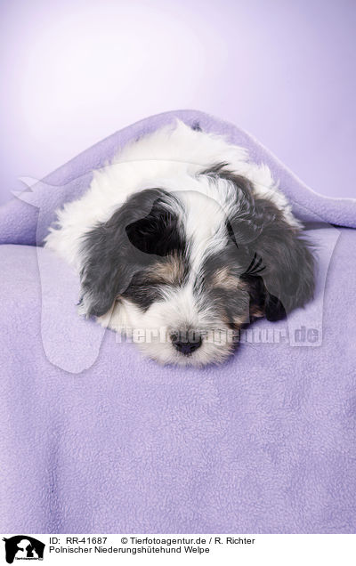 Polnischer Niederungshtehund Welpe / RR-41687