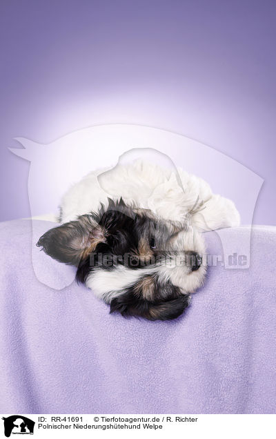 Polnischer Niederungsh�tehund Welpe / RR-41691