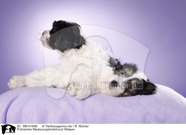 Polnischer Niederungshtehund Welpen / Polish lowland sheepdog puppies / RR-41696
