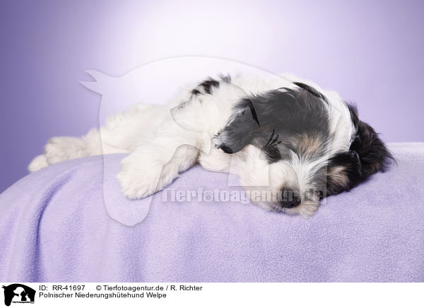 Polnischer Niederungshtehund Welpe / Polish lowland sheepdog puppy / RR-41697