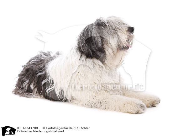 Polnischer Niederungshtehund / Polish lowland sheepdog / RR-41709