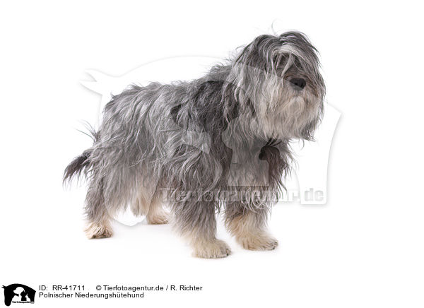 Polnischer Niederungshtehund / Polish lowland sheepdog / RR-41711